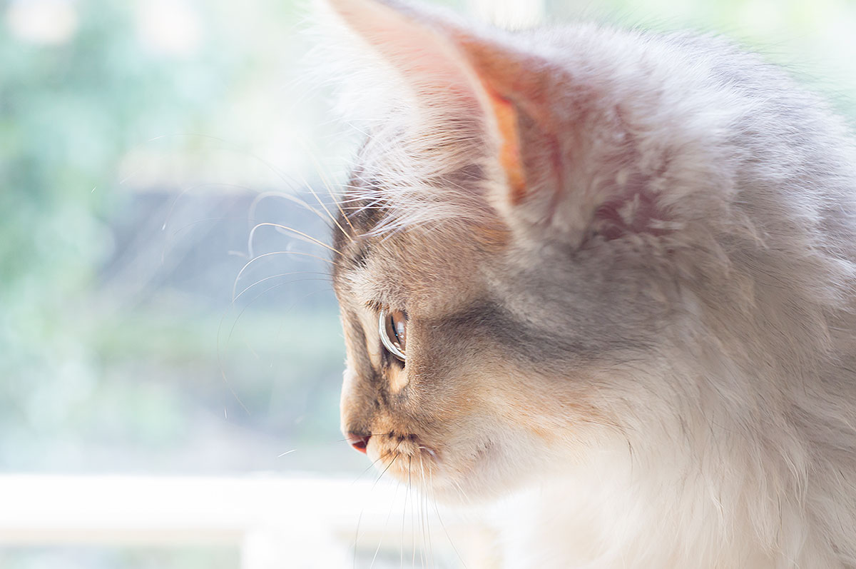eyeprofile.jpg