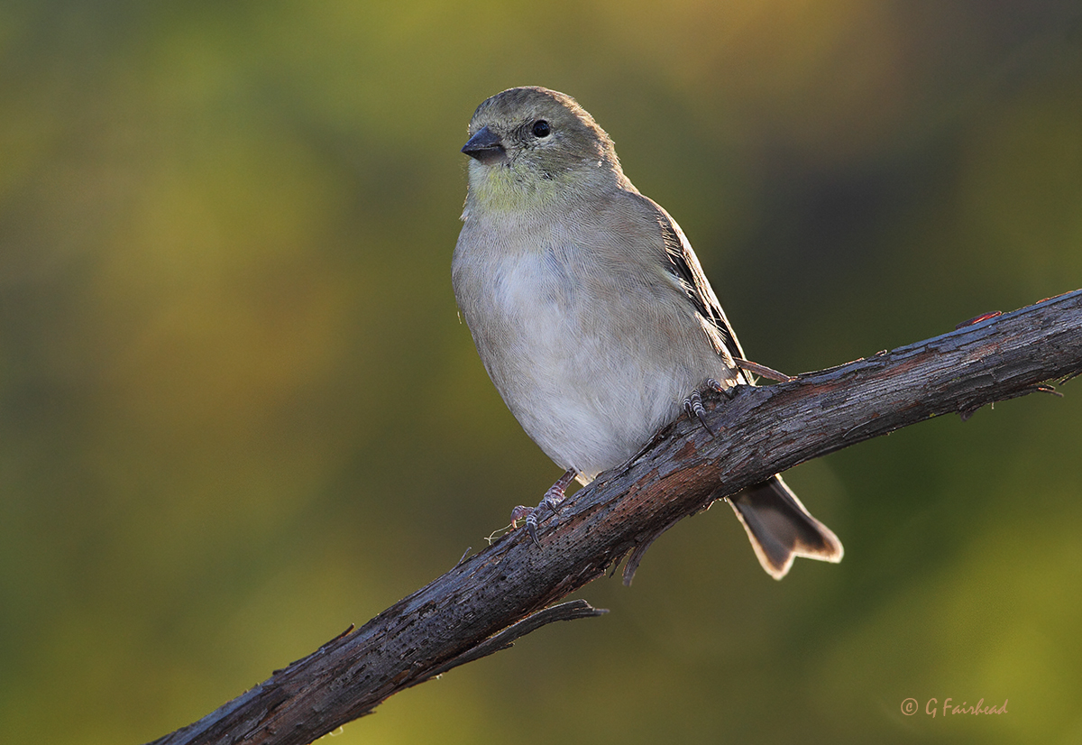 Fall Finch