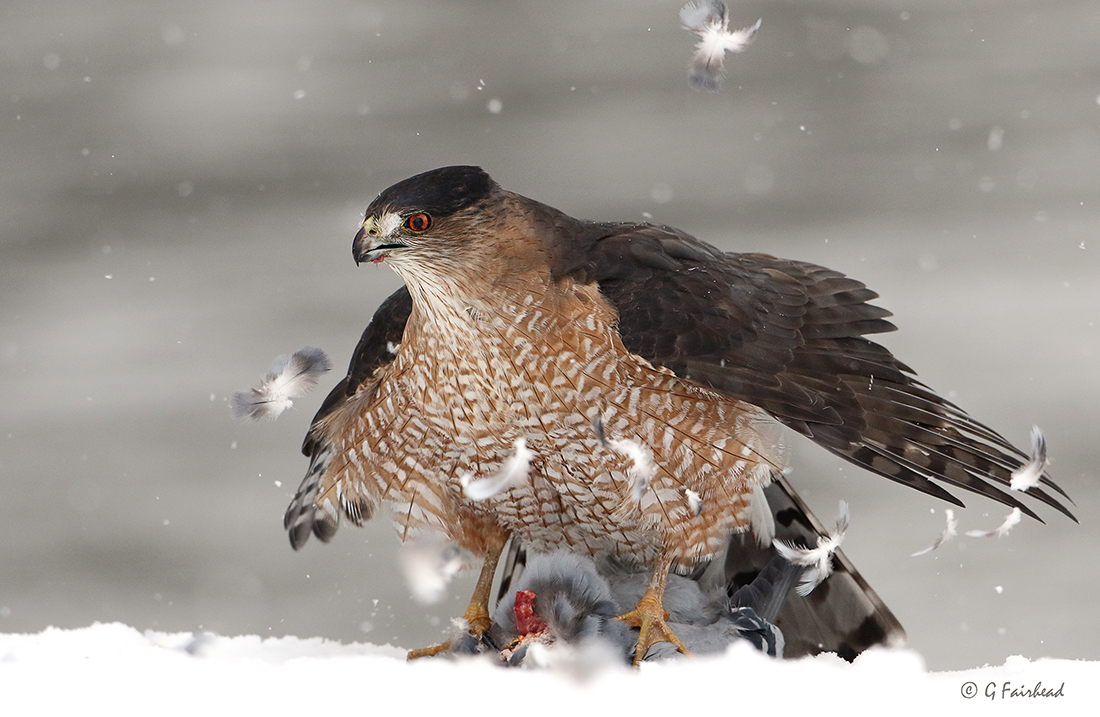 Flurries And Feathers