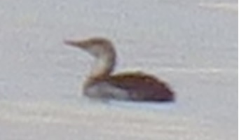 Red-throated Loon