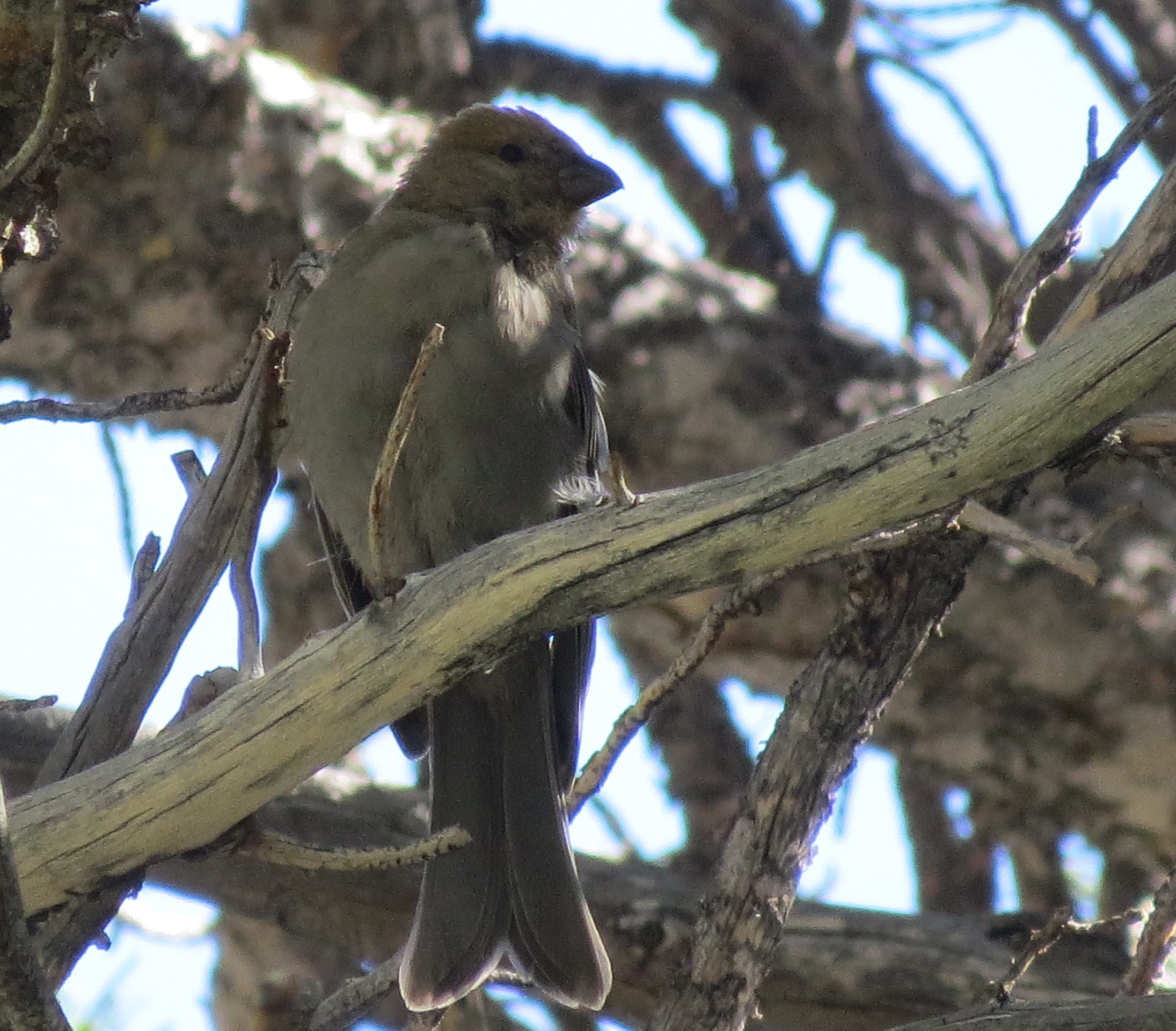 Pine Grosbeak