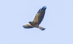 Raptors