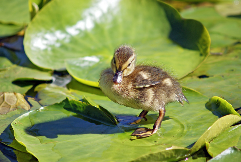 Duckling