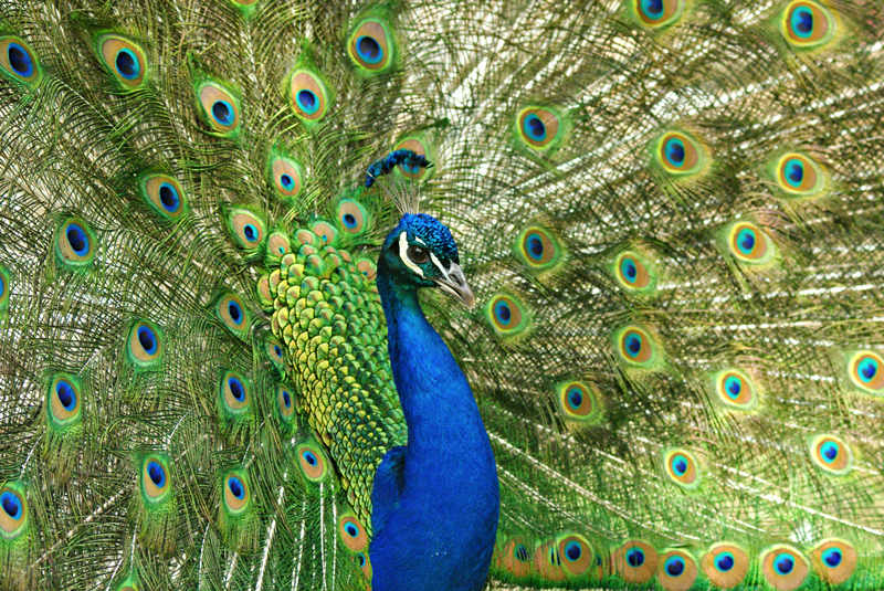 Peacock