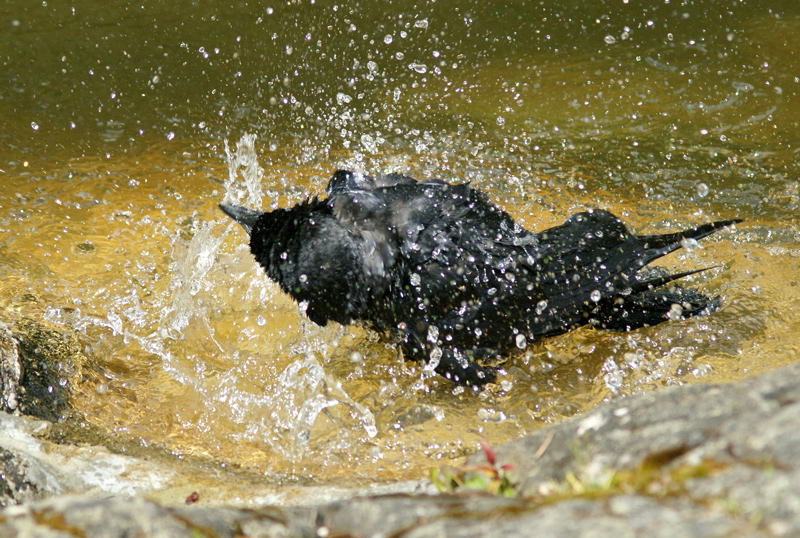 Bathing Crows