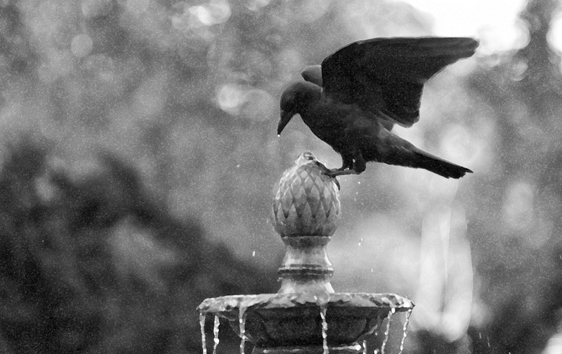 Fountian Crows
