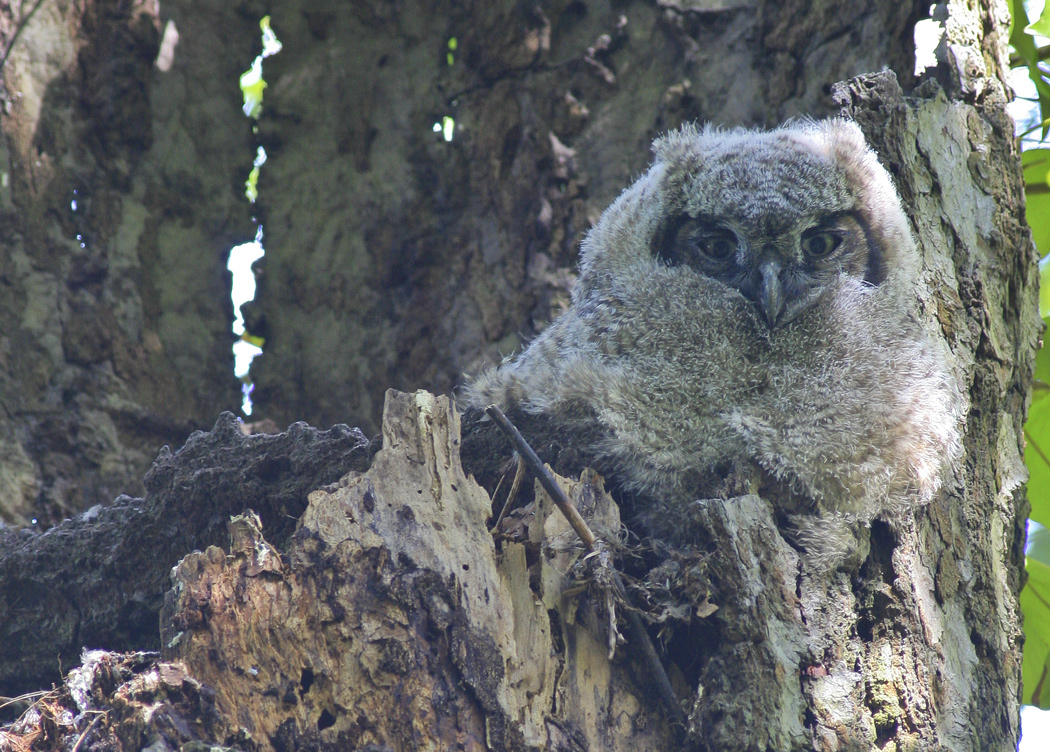 Great Horned Owl Chick