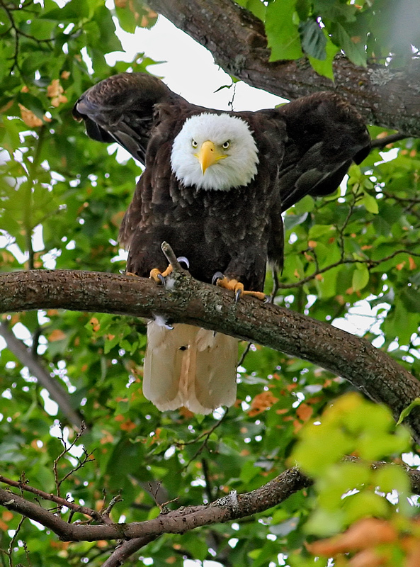  Bald Eagle