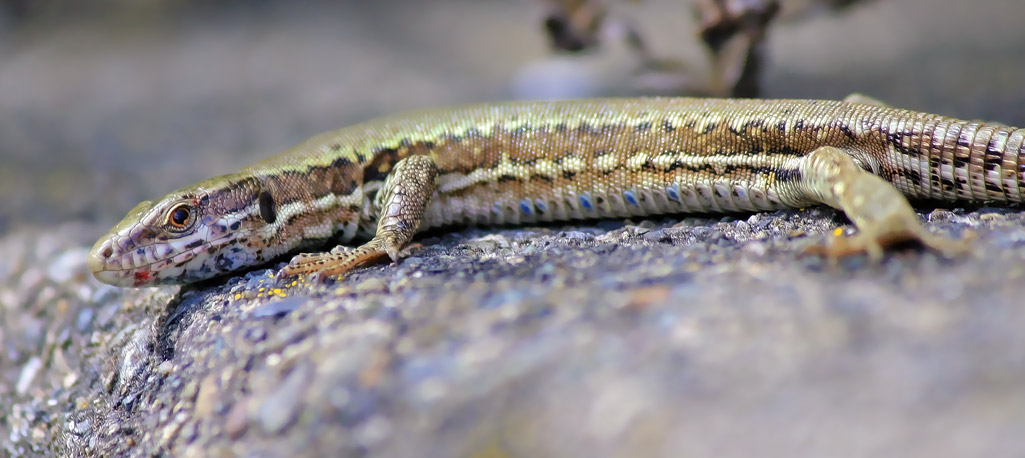 European Wall Lizard  