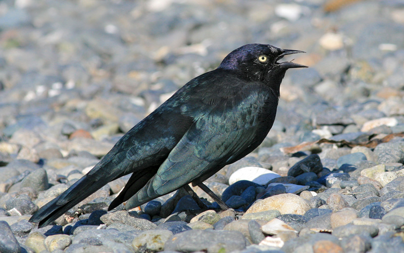Brewer's Black Bird