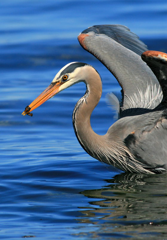 Herons Fishing