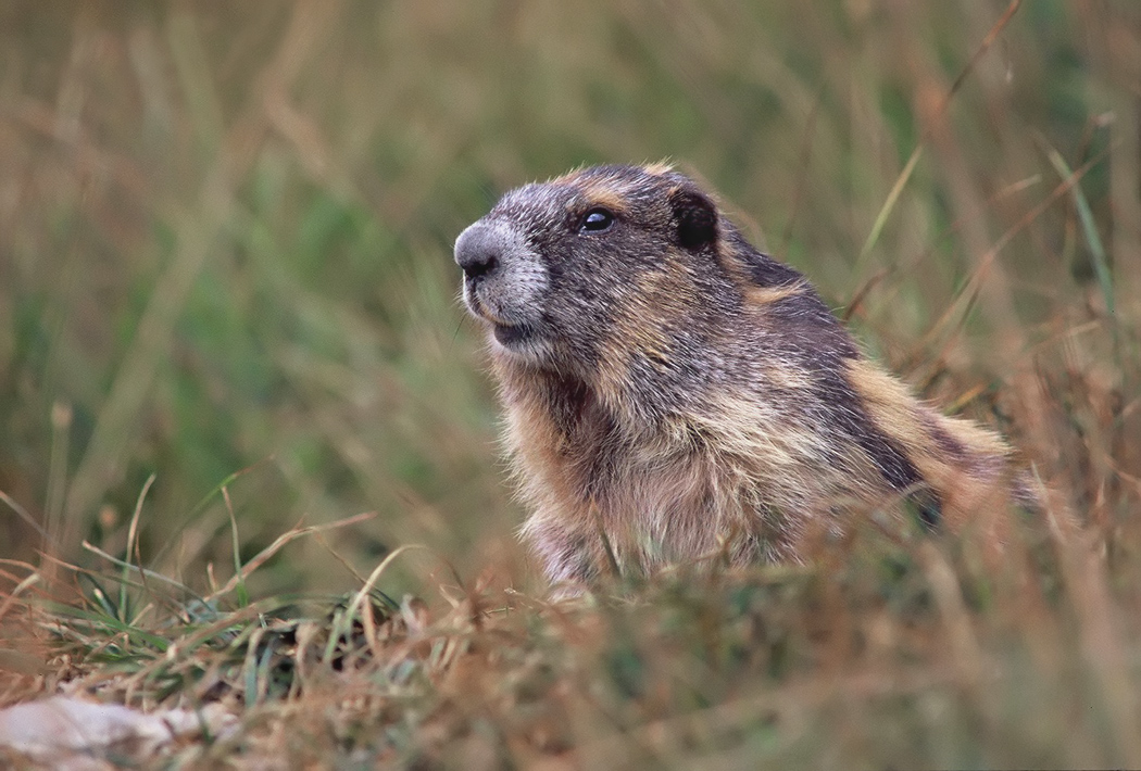 Marmot