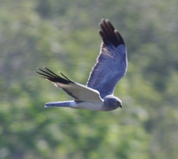 hen harrier / blauwe kiekendief, Texel