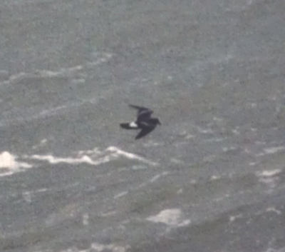 shearwaters & petrels