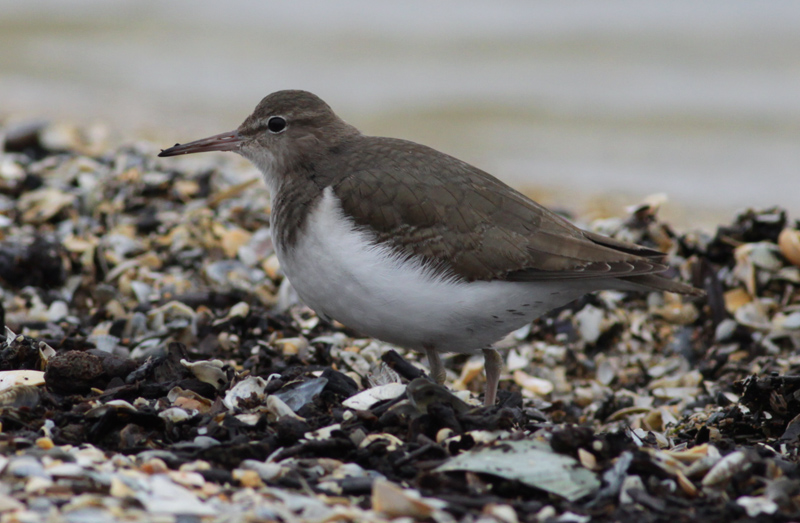 spotted sandpiper / amerikaanse oeverloper, Medemblik