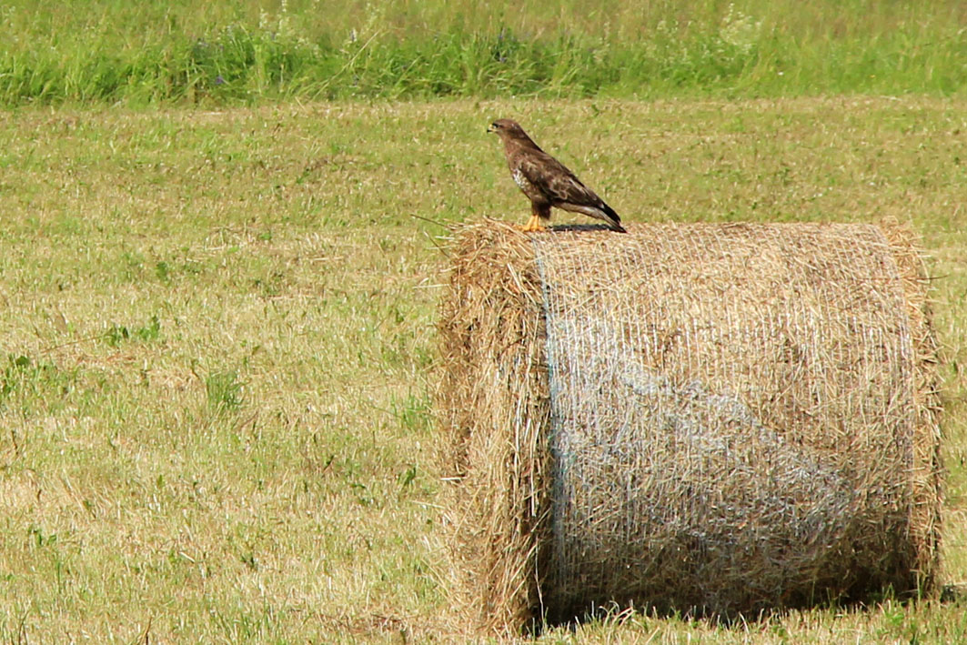 Saaremaa 