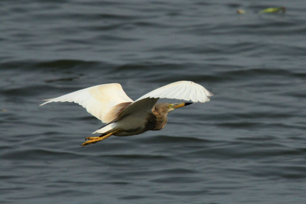 IMG_1262.JPG