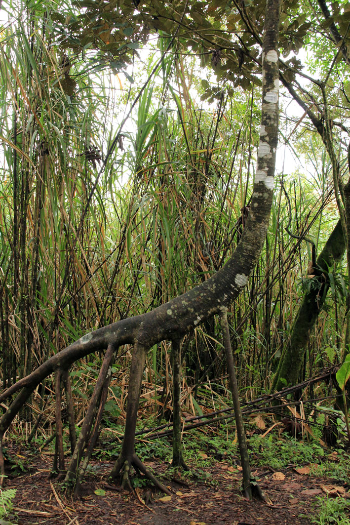 Parque Nacional Volcan Arenal