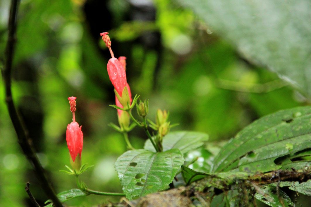 Parque Nacional Volcan Arenal