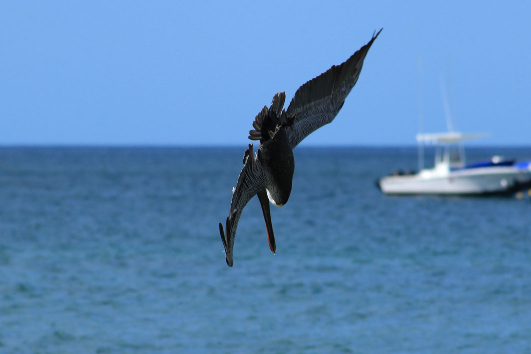 Tamarindo