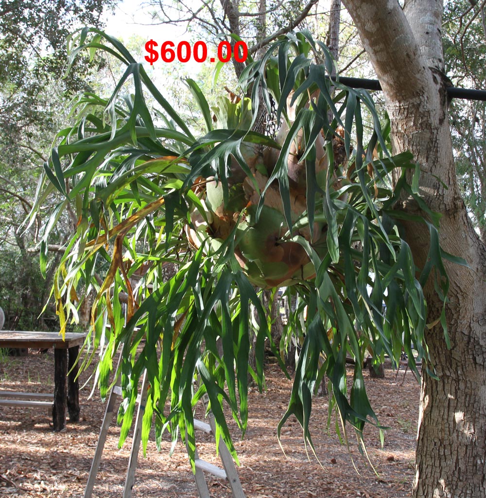 Staghorn Fern (Elkhotn) 002C.jpg