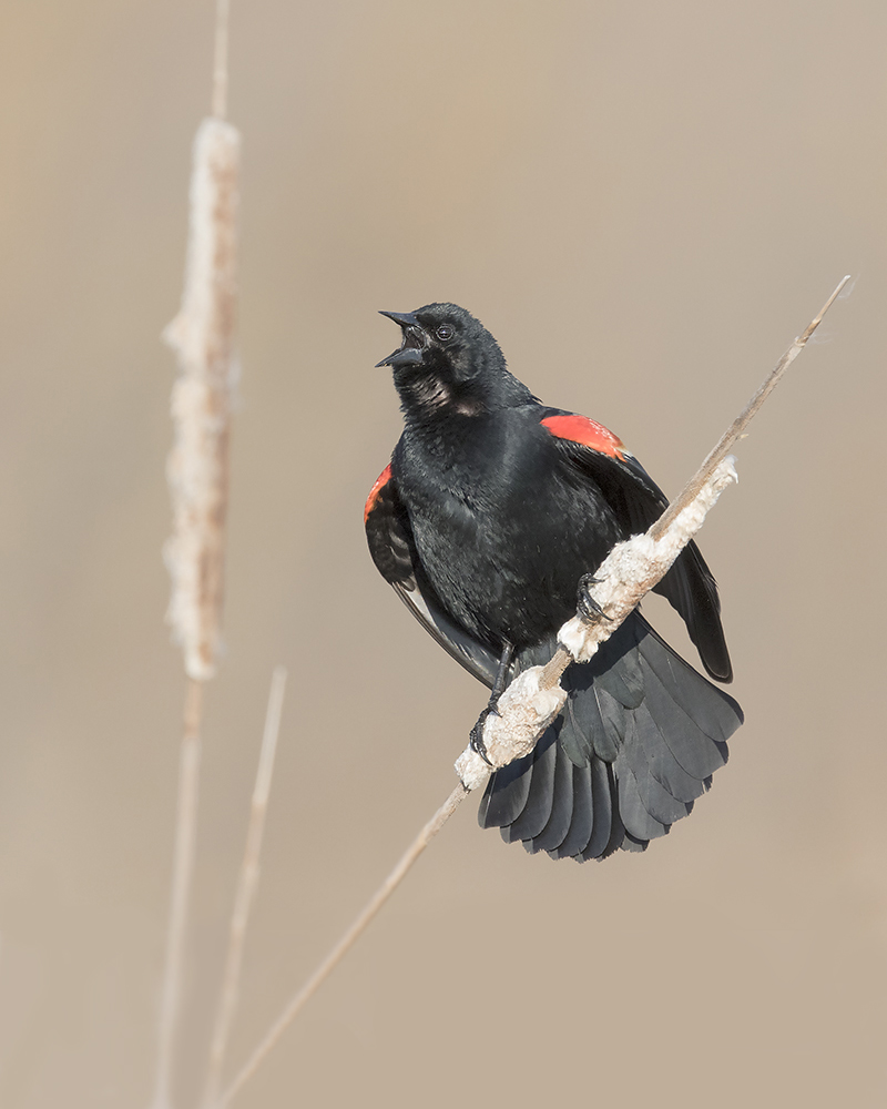 Red-Winged Blackbird._W7A7104.jpg