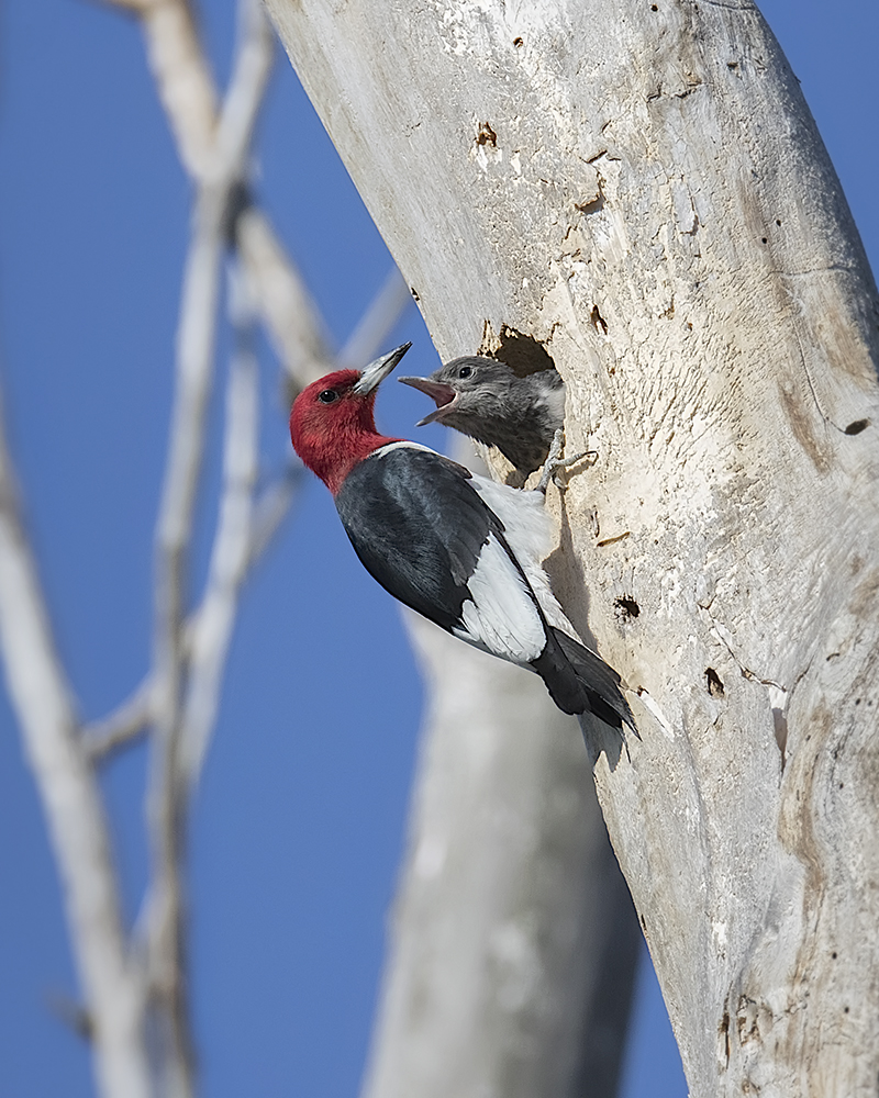 Red-headed Woodpecker._W7A0645.jpg