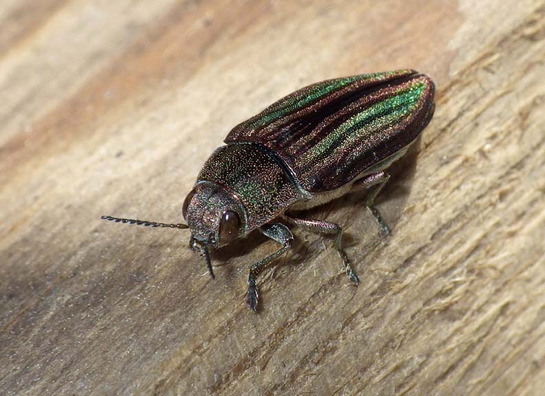 MetalicWoodborer14.jpg