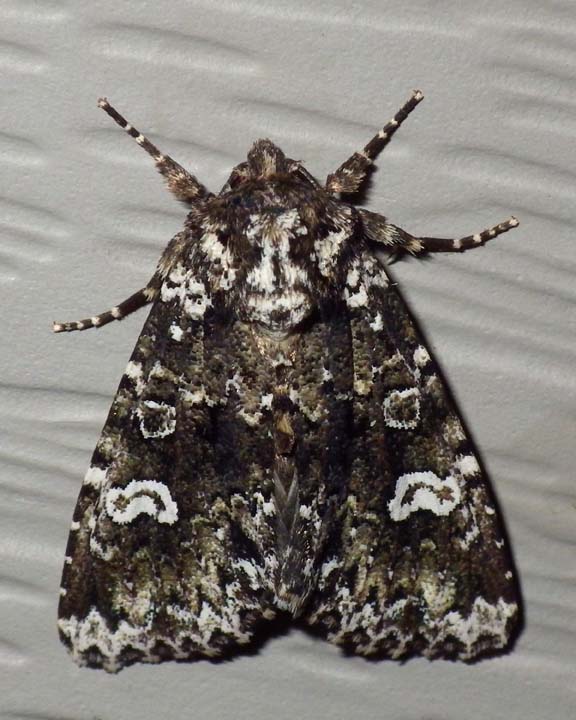 HitchedArchesMoth2.jpg