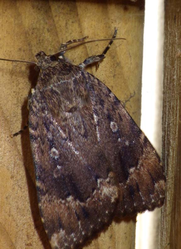CopperUnderwingMoth1.jpg