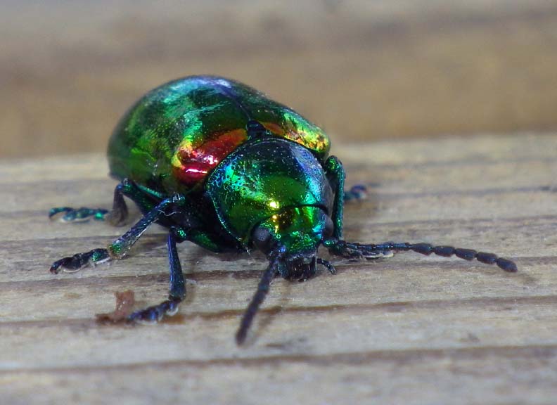 DogbaneBeetle5.jpg