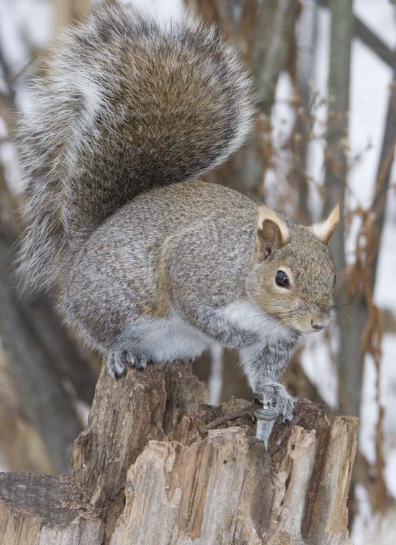 GraySquirrel38R.jpg