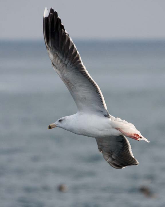 GreaterBlackBackedGull14.jpg