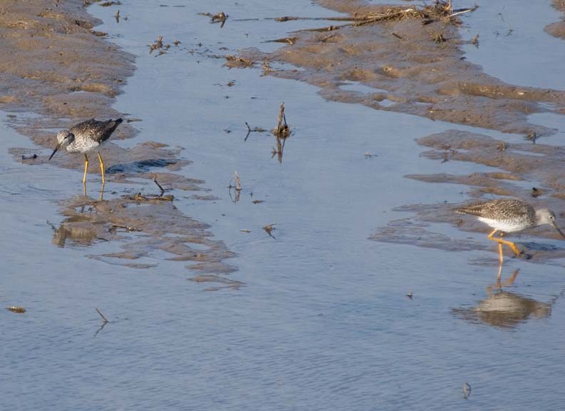 LesserYellowLegs73.jpg