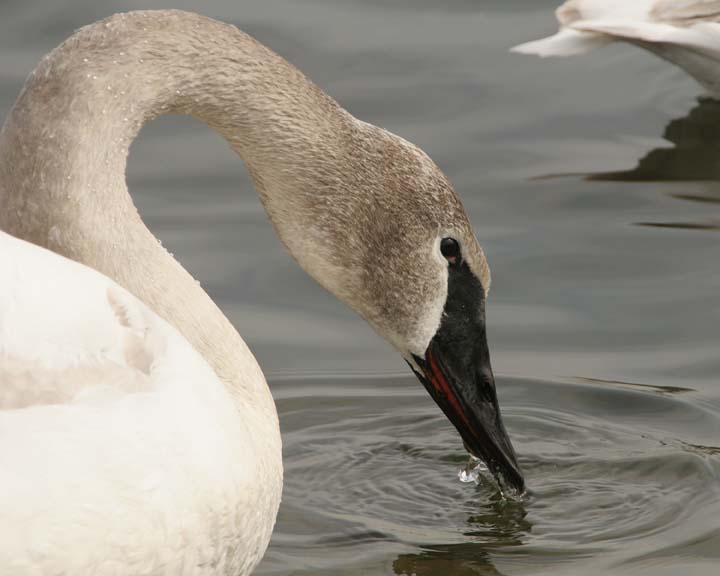 TrumpeterSwan23.jpg