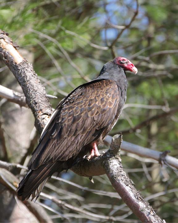 TurkeyVulture120.jpg