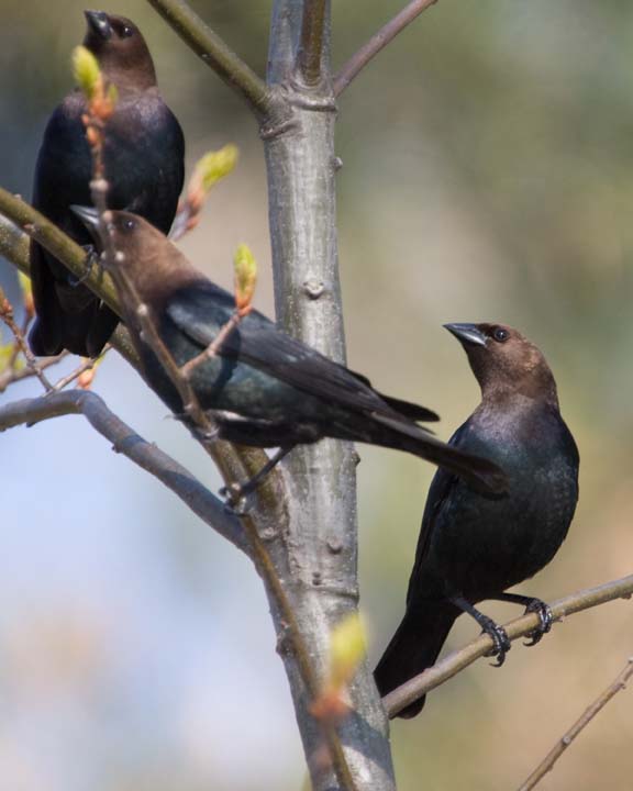 BrownHeadedCowbird11.jpg