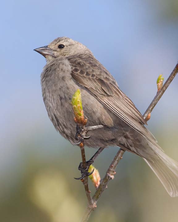 BrownHeadedCowbird12R.jpg