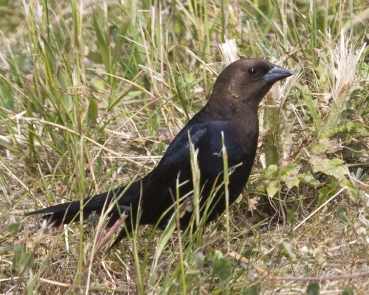 BrownHeadedCowbird14R.jpg