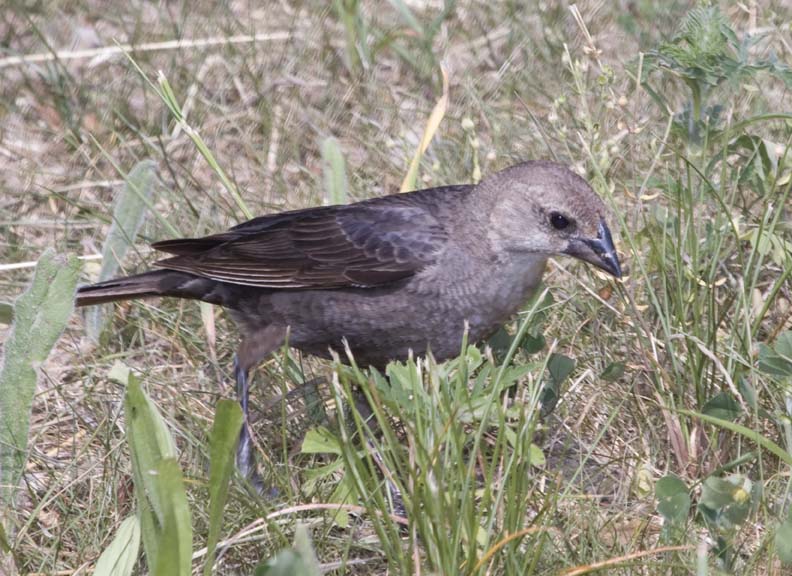 BrownHeadedCowbird15R.jpg