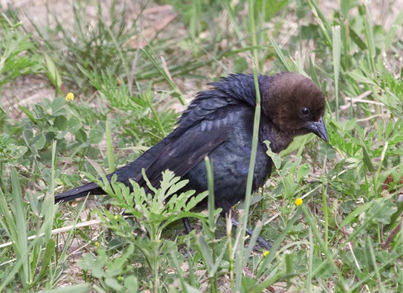 BrownHeadedCowbird34.jpg