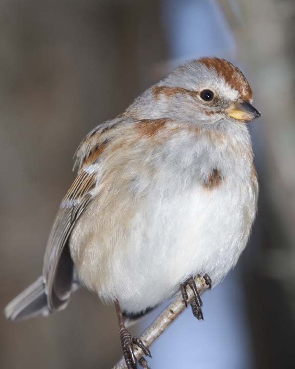 AmericanTreeSparrow32R.jpg
