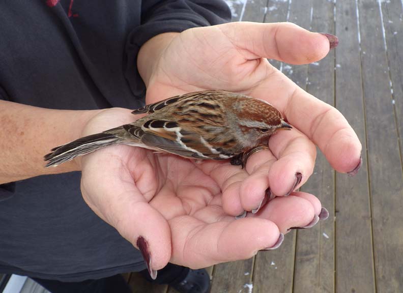 AmericanTreeSparrow49.jpg