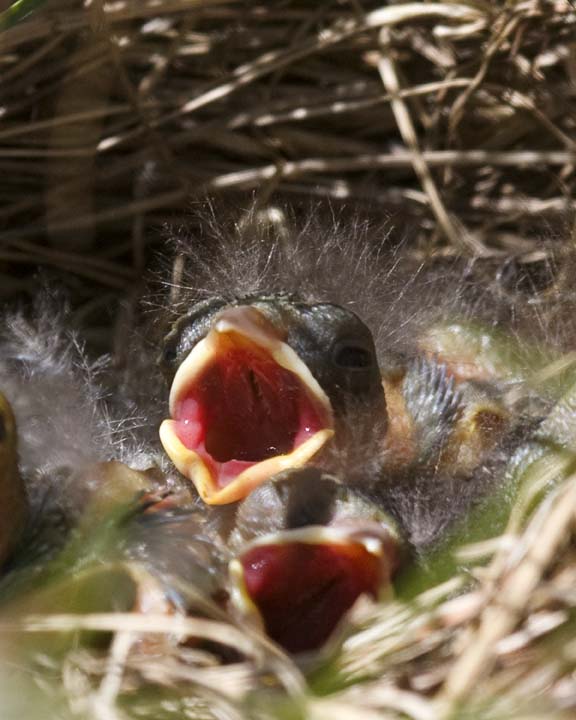 ChippingSparrowBabies9.jpg