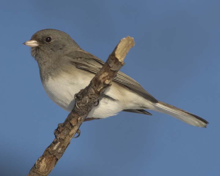 DarkEyedJunco34R.jpg