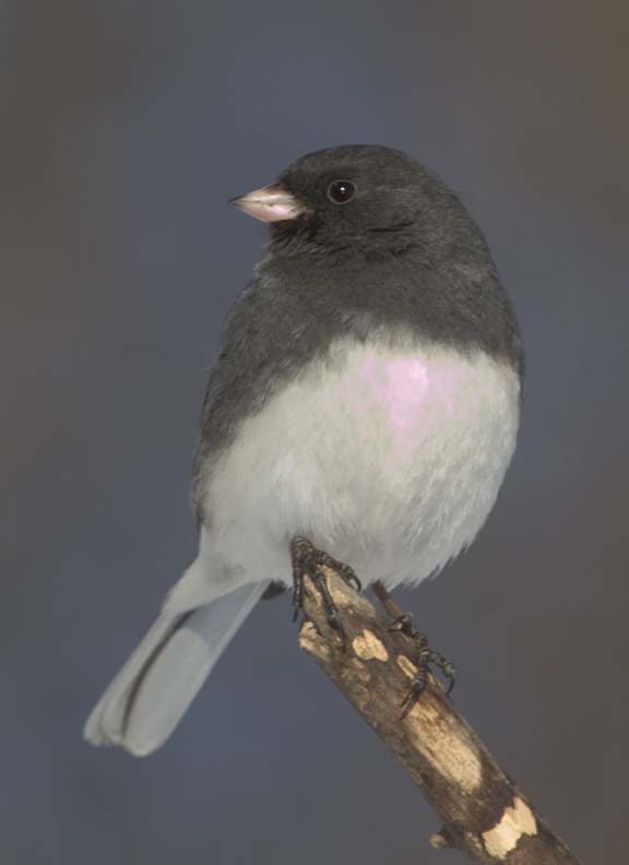 DarkEyedJunco35R.jpg