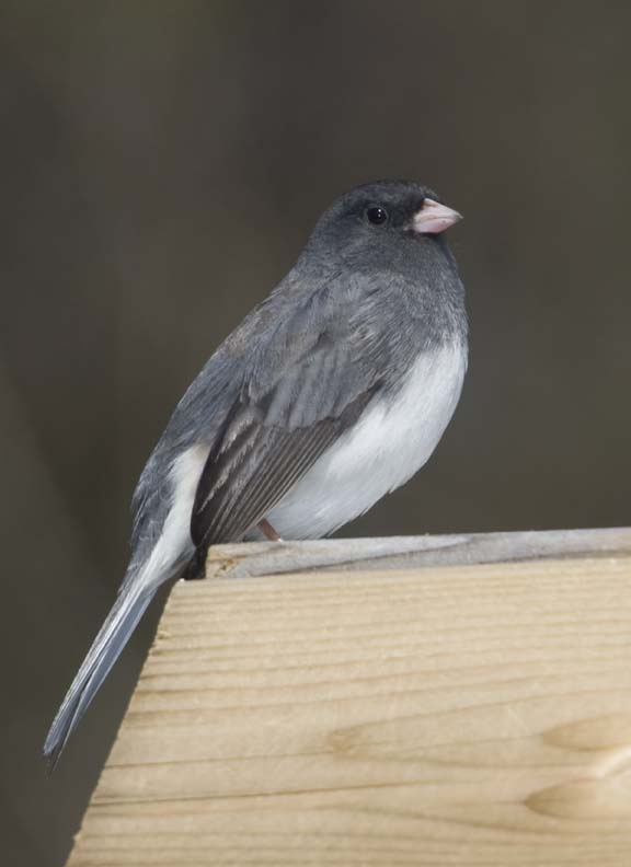 DarkEyedJunco39R.jpg