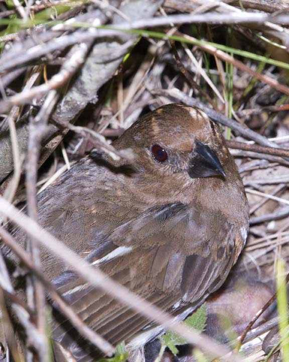 EasternTowhee24R.jpg