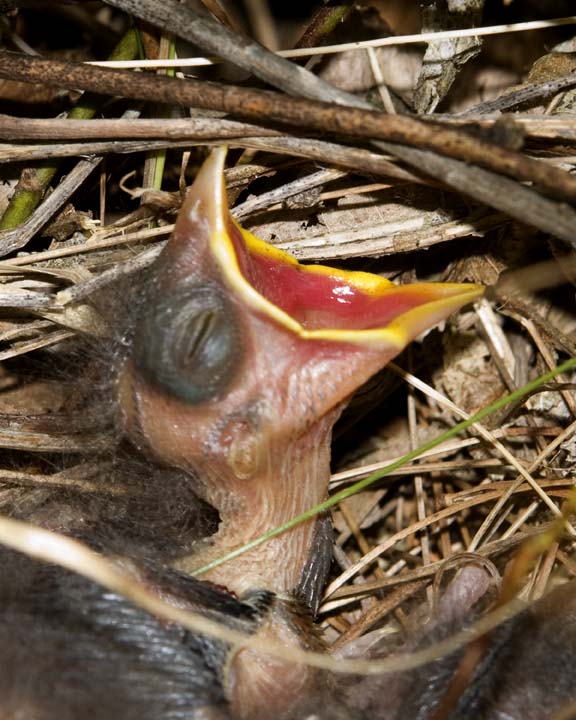 EasternTowheeBabies12R.jpg