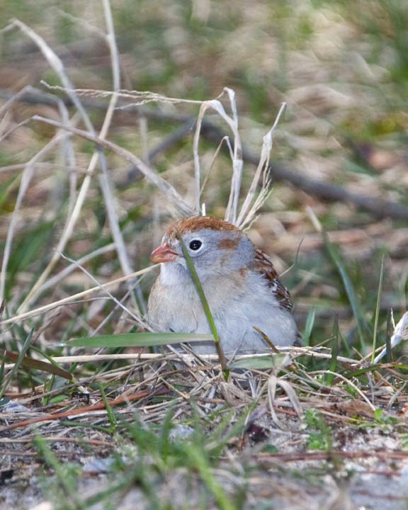 FieldSparrow18.jpg